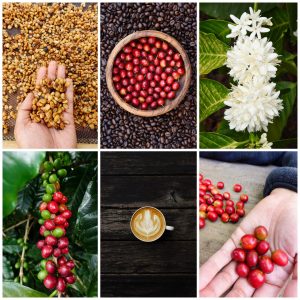Celebrate Coffee in Lincoln