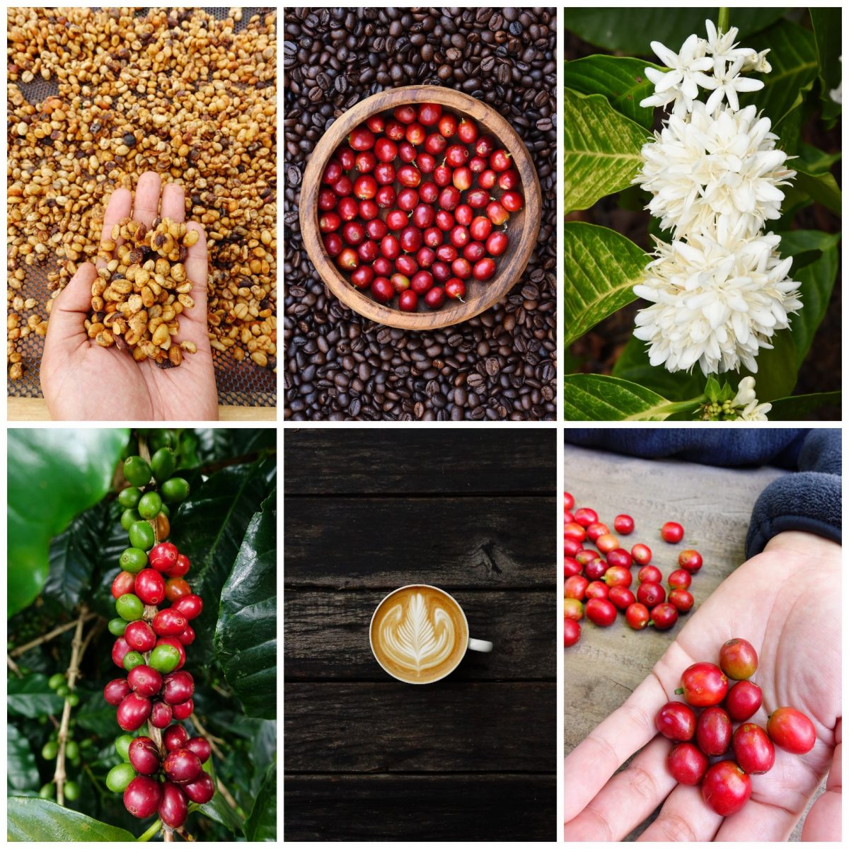 Celebrate Coffee in Lincoln